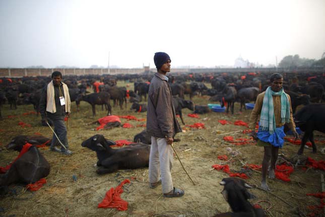 Gadhimai fesztivál