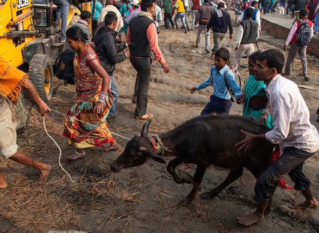 Gadhimai fesztivál