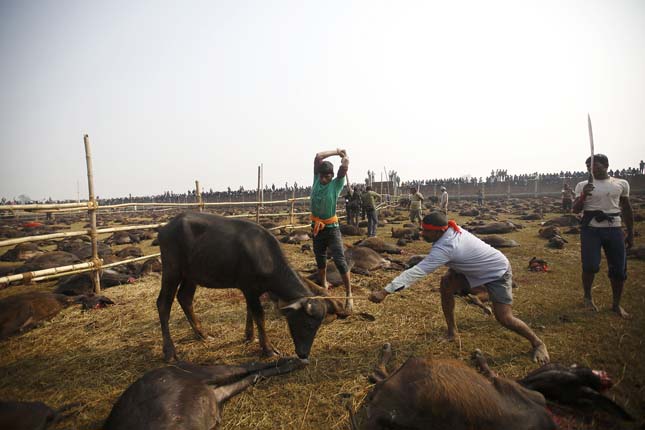 Gadhimai fesztivál