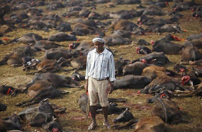 Gadhimai fesztivál