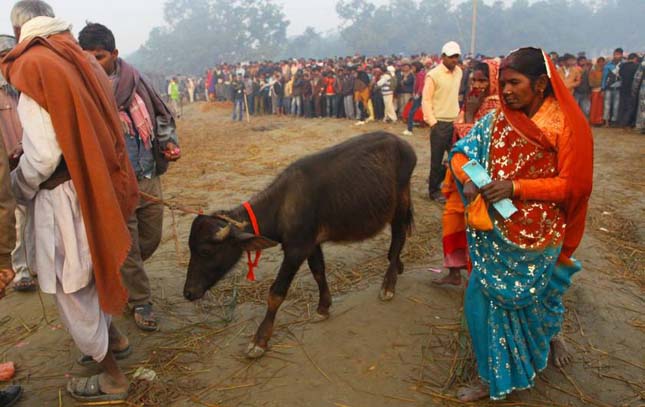 Gadhimai fesztivál