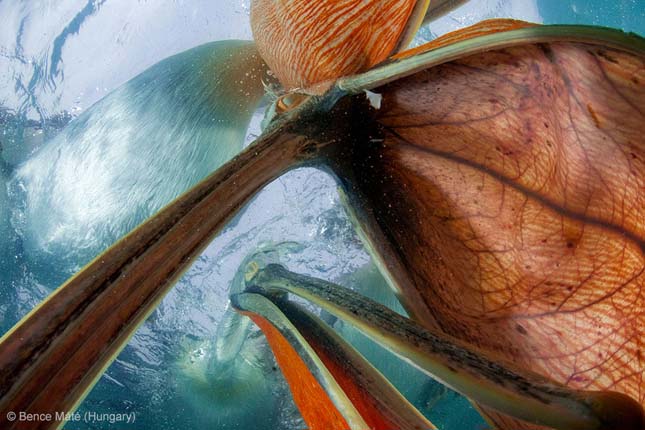 Wildlife Photographer of the Year