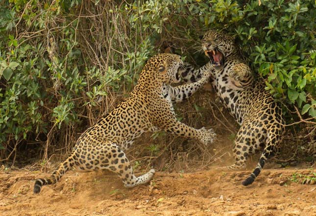 Wildlife Photographer of the Year