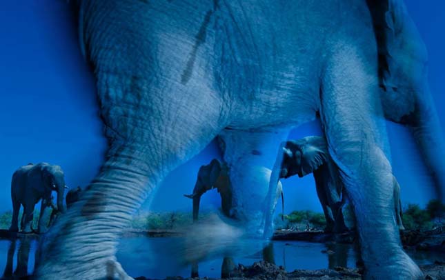 Wildlife Photographer of the Year