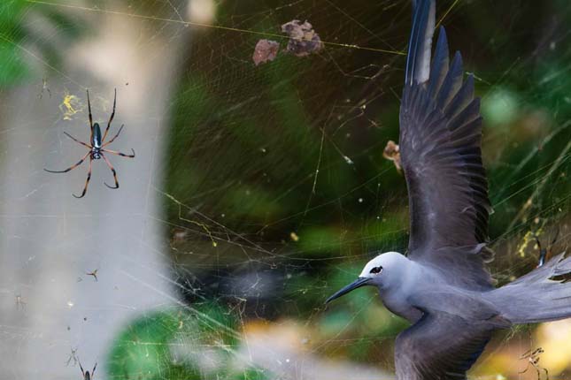 Wildlife Photographer of the Year