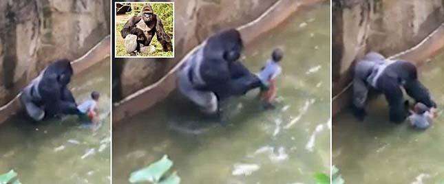Lelőtt gorilla